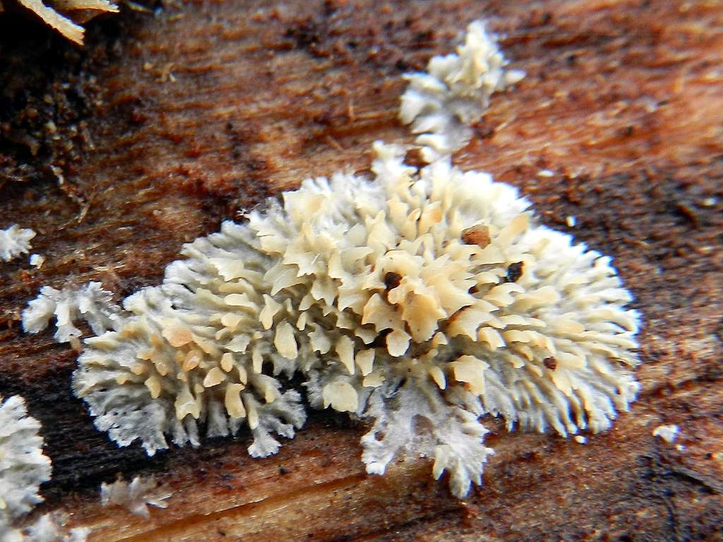 Lichene da identificare